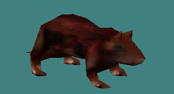 rat.jpg