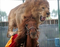 lion-horse.jpg