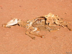 027_dead_animal_in_the_desert.jpg