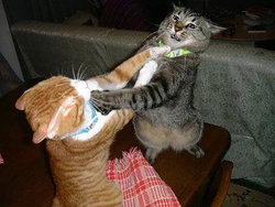 catfighting.jpg