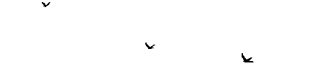 birdsfm5.gif